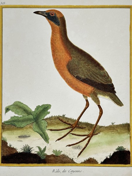 François-Nicolas Martinet (c. 1731–1800) – Cayenne Rail (Râle de Cayenne) from Buffon's Natural History of Birds – Hand-colored engraving (c. 1775)