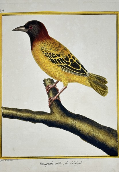 François-Nicolas Martinet (c. 1731–1800) – Male Troupial from Senegal (Troupiale mâle) from Buffon's Natural History of Birds – Hand-colored engraving (c. 1775)