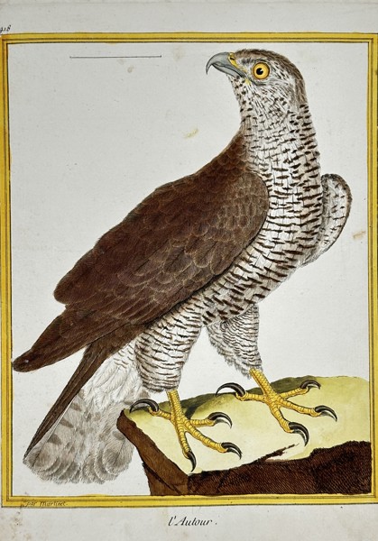 François-Nicolas Martinet (c. 1731–1800) – The Goshawk (L'Autour) from Buffon's Natural History of Birds – Hand-colored engraving (c. 1775)