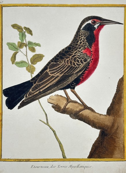 François-Nicolas Martinet (c. 1731–1800) – The Starling of the Magellanic Lands (L'étourneau) from Buffon's Natural History of Birds – Hand-colored engraving (c. 1780)