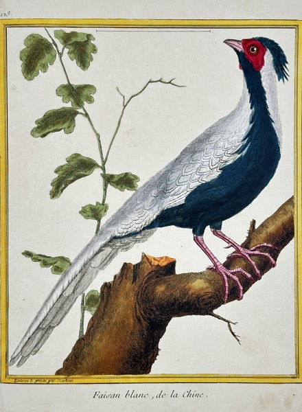 François-Nicolas Martinet (c. 1731–1800) – Silver Pheasant from China (Faisan blanc) from Buffon's Natural History of Birds – Hand-colored engraving (c. 1775)