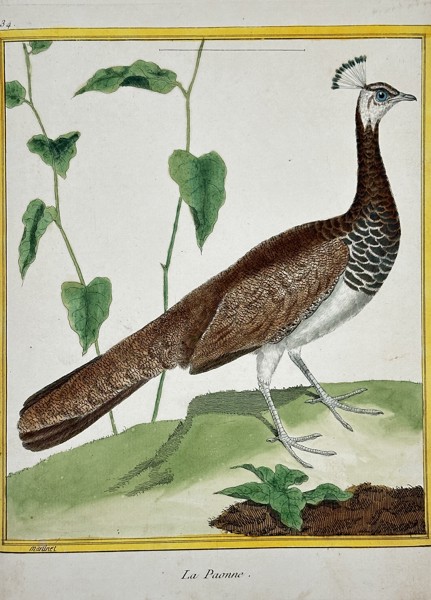 François-Nicolas Martinet (c. 1731–1800) – The Peahen (La Paonne) from Buffon's Natural History of Birds – Hand-colored engraving (c. 1775)