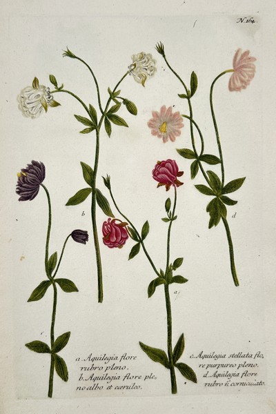 Johann Wilhelm Weinmann (1683–1741) – Varieties of Columbine (Aquilegia) from Phytanthoza iconographia – Color mezzotint and hand-coloring (c. 1740)