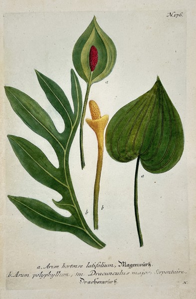 Johann Wilhelm Weinmann (1683–1741) – Varieties of Arum (Arum hortense and Arum polyphyllum) from Phytanthoza iconographia – Color mezzotint and hand-coloring (c. 1740)