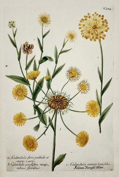 Johann Wilhelm Weinmann (1683–1741) – Varieties of Marigold (Calendula) from Phytanthoza iconographia – Color mezzotint and hand-coloring (c. 1740)