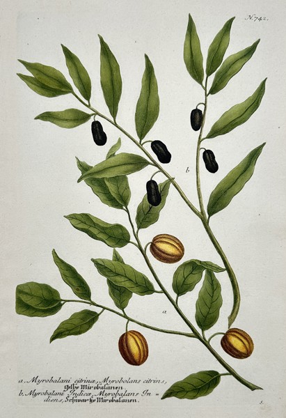 Johann Wilhelm Weinmann (1683–1741) – Varieties of Myrobalan (Citrine and Indian) from Phytanthoza iconographia – Color mezzotint and hand-coloring (c. 1740)