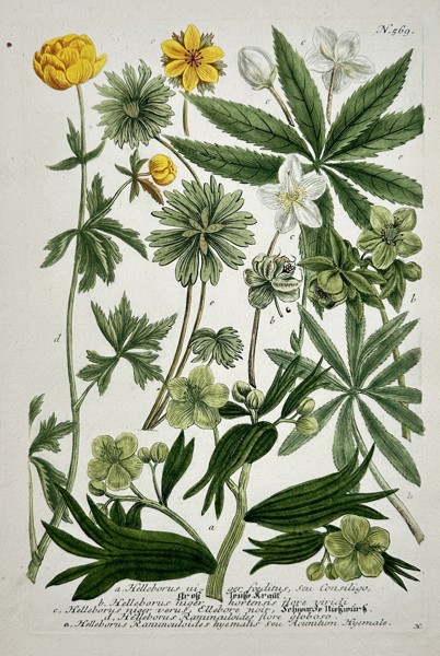 Johann Wilhelm Weinmann (1683–1741) – Varieties of the Buttercup Family (Hellebore, Potentilla, and Globe Flower) from Phytanthoza iconographia – Color mezzotint and hand-coloring (c. 1740)