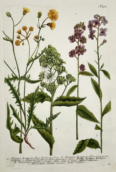 Johann Wilhelm Weinmann (1683–1741) – Varieties of Hawkweed (Hieracium) and Dame's Rocket (Hesperis) from Phytanthoza iconographia – Color mezzotint and hand-coloring (c. 1740)