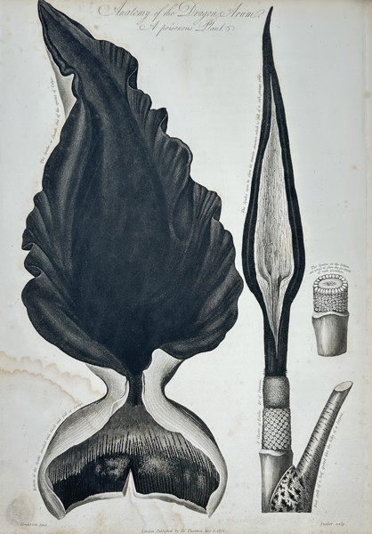 Robert John Thornton (c. 1768–1837) – Anatomy of the Dragon Arum from The Temple of Flora – Engraving and etching (1802)