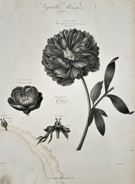 Robert John Thornton (c. 1768–1837) – Double and Single Peony from The Temple of Flora – Engraving and etching (1804)