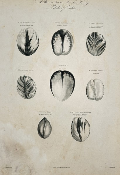 Robert John Thornton (c. 1768–1837) – Plate Illustrating the Form and Variety of Tulip Petals from The Temple of Flora – Engraving and etching (1803)