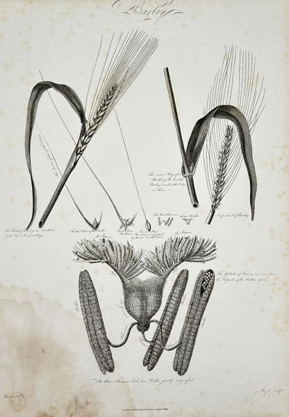 Robert John Thornton (c. 1768–1837) – Anatomy and Structure of Barley from The Temple of Flora – Engraving and etching (1803)