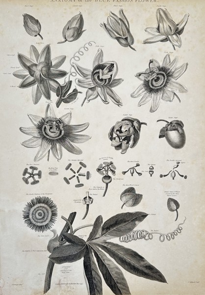 Robert John Thornton (c. 1768–1837) – Anatomy of the Blue Passion Flower from The Temple of Flora – Engraving and etching (c. 1804)