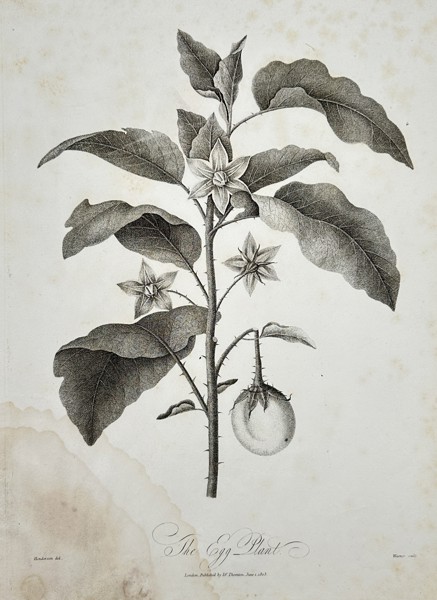 Robert John Thornton (c. 1768–1837) – The Egg Plant from The Temple of Flora – Engraving and etching (1802)