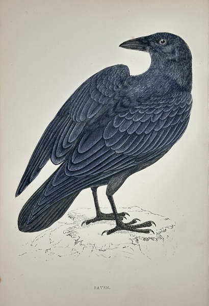 Francis Orpen Morris (1810–1893) – Raven – Chromoxylograph (c. 1855)