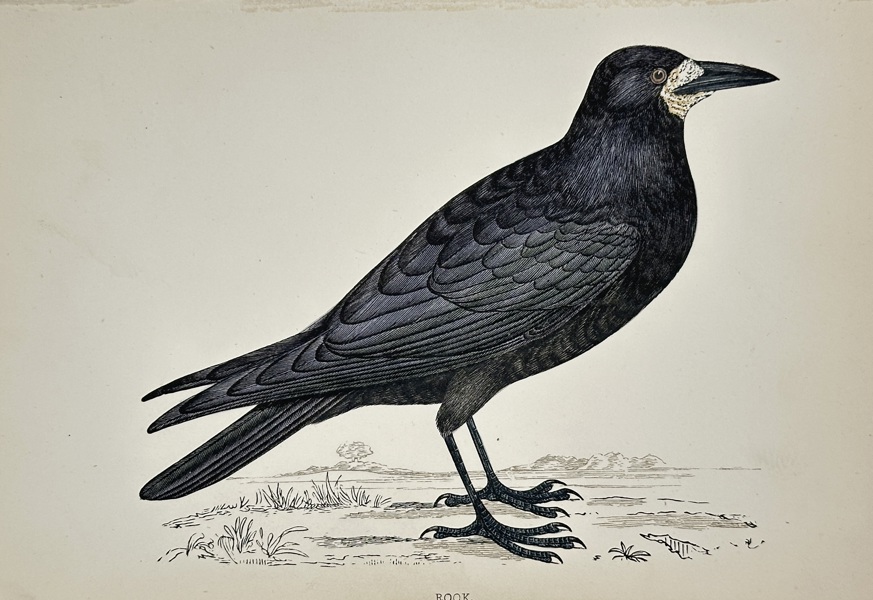 Francis Orpen Morris (1810–1893) – Rook – Chromoxylograph (c. 1855)
