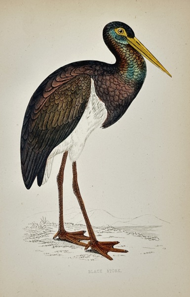 Francis Orpen Morris (1810–1893) – Black Stork – Chromoxylograph (c. 1855)