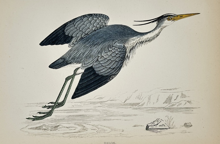 Francis Orpen Morris (1810–1893) – Heron – Chromoxylograph (c. 1855)