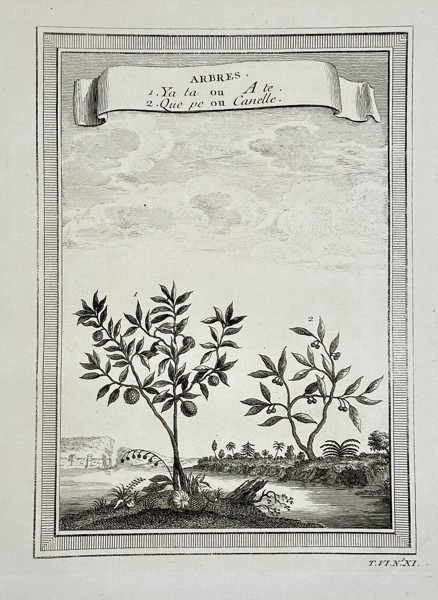 Antoine François Prévost d'Exiles (1697–1763) – Illustrations of Tropical Trees (Nutmeg and Cinnamon) from a General History of Voyages – Engraving (c. 1750)