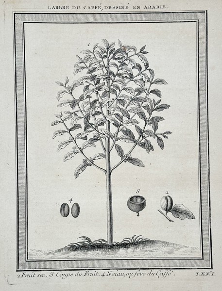 Antoine François Prévost d'Exiles (1697–1763) – The Coffee Tree Drawn in Arabia (L'Arbre du Café) from a General History of Voyages – Engraving (c. 1750)