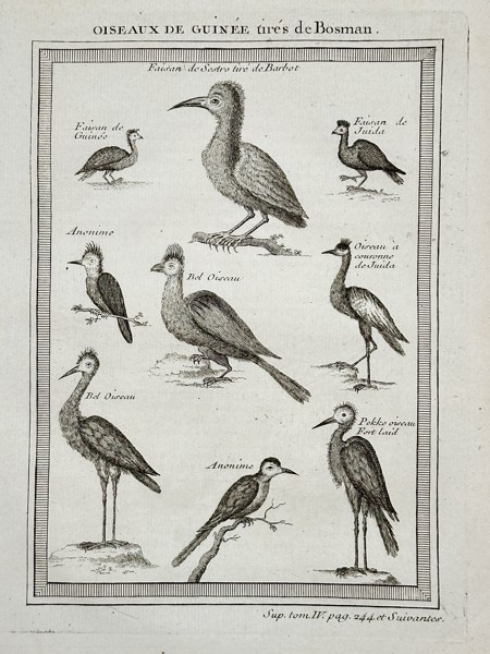 Antoine François Prévost d'Exiles (1697–1763) – Illustrations of Birds of Guinea (West Africa) from a General History of Voyages – Engraving (c. 1750)