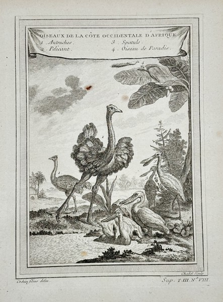 Antoine François Prévost d'Exiles (1697–1763) – Illustrations of Birds of the West Coast of Africa (Ostrich, Pelican, Spoonbill) from a General History of Voyages – Engraving (c. 1750)