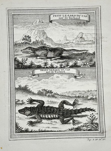 Antoine François Prévost d'Exiles (1697–1763) – Illustrations of Reptiles (Small and Great Lizard of the Cape) from a General History of Voyages – Engraving (c. 1750)
