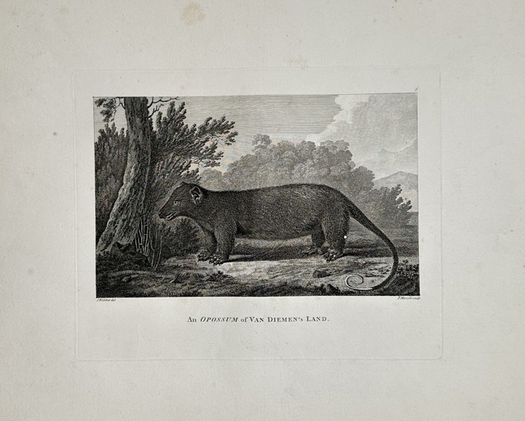 John Webber (1751–1793) – An Opossum of Van Diemen's Land (Tasmania) – Engraving (c. 1790)