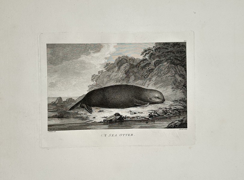 John Webber (1751–1793) – A Sea Otter from Cook's Voyages – Engraving (c. 1785)