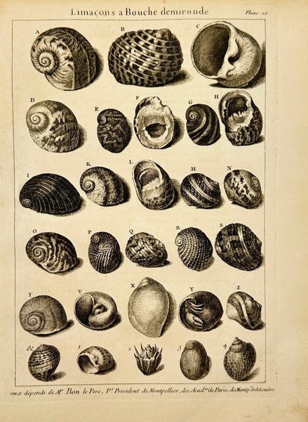 Pierre-Quentin Chedel after François Boucher – Limaçons à Bouche demironde