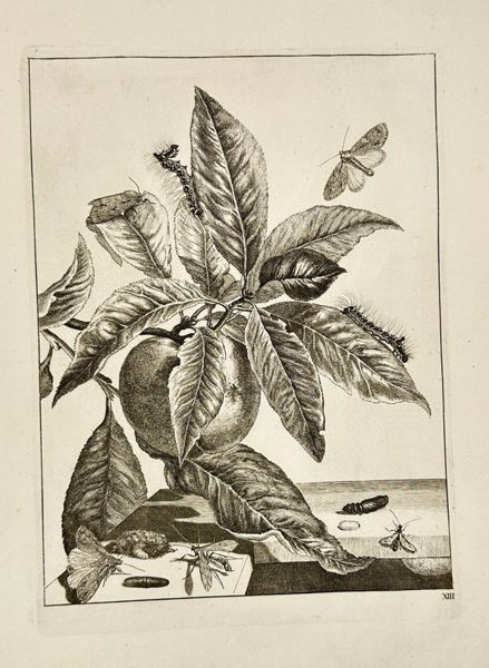 Jacob L’Admiral – Metamorphosis of Insects on Peach Branch – Engraving