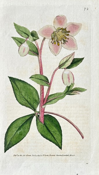 William Curtis (1746-1799) – Helleborus Lividus (Purple Hellebore) - Hand-coloured Engraving