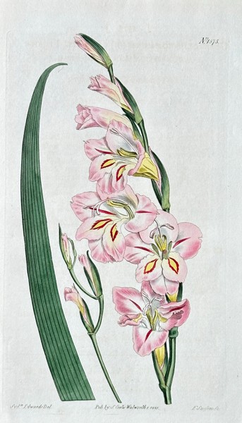William Curtis (1746-1799) – Gladiolus Tristis (Sorrowful Corn-Flag) - Hand-coloured Engraving