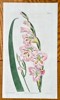 William Curtis (1746-1799) – Gladiolus Tristis (Sorrowful Corn-Flag) - Hand-coloured Engraving 