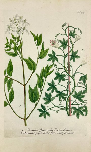 Johann Wilhelm Weinmann - Clematis flammula & Clematis passionalis - Hand-Coloured Mezzotint