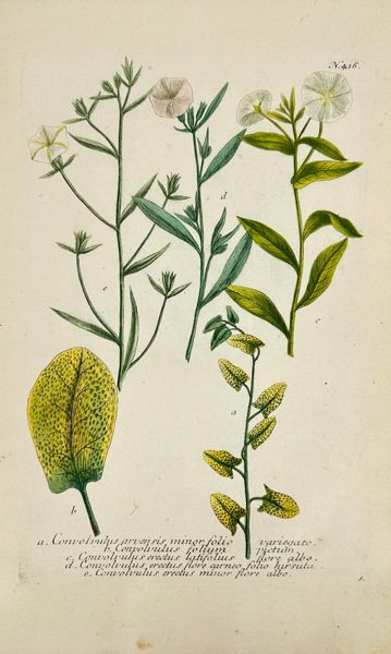Johann Wilhelm Weinmann - Convolvulus (Bindweed) Varieties - Hand-Coloured Mezzotint