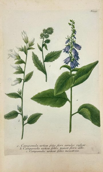 Johann Wilhelm Weinmann - Campanula urticaefolia Varieties - Hand-Coloured Mezzotint