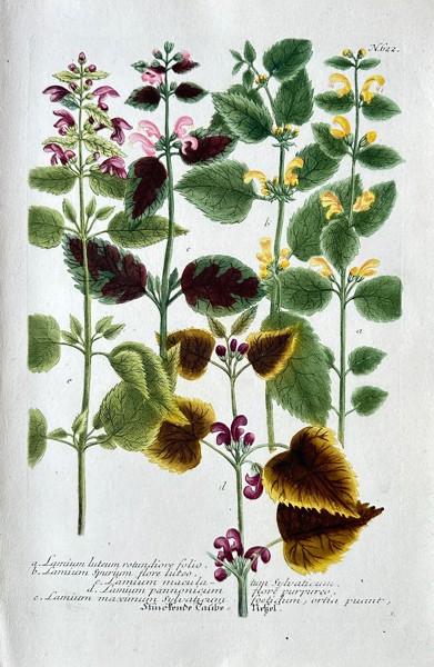 Johann Wilhelm Weinmann – Botanical and Entomological Subjects (Lettuce, Legumes) - Hand-Coloured Mezzotint