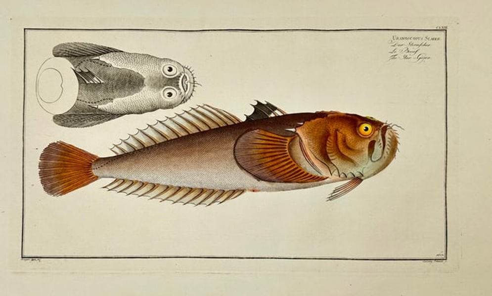 Marcus Elieser Bloch – Chaetodon Setifer & Chaetodon Falcula - Engraving