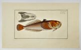 Marcus Elieser Bloch – Chaetodon Setifer & Chaetodon Falcula - Engraving