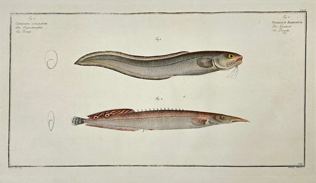 Marcus Elieser Bloch – Ophidium Barbatum & Ophidium Acculeatum - Engraving