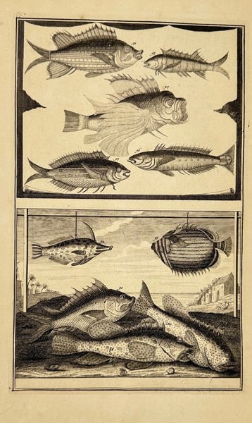 François Valentijn – Exotic Fishes of the Moluccas – Copperplate Engraving