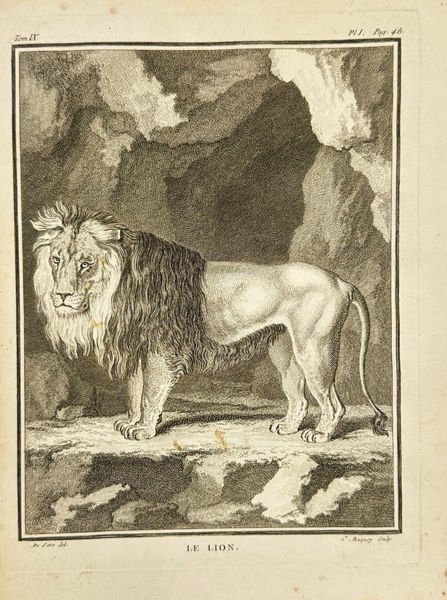 Georges-Louis Leclerc, Comte de Buffon – Le Lion – Engraving - 18th