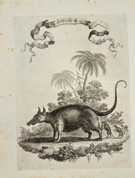 Giuseppe Maria Terreni – Opussum – Copperplate Engraving (1763)