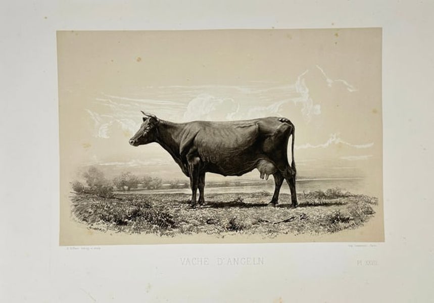 Émile Baudement – Angeln Cow (Vache d’Angeln) – Heliogravure Print