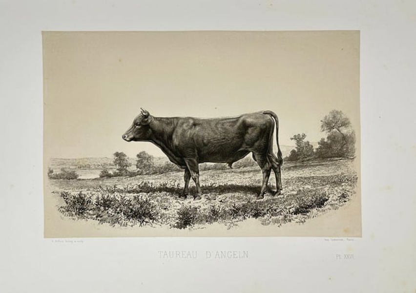 Émile Baudement – Bull from Angeln (Taureau d’Angeln) – Heliogravure Print