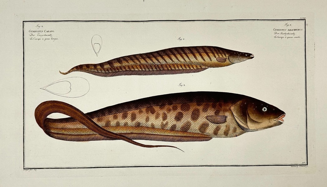 Marcus Elieser Bloch – Gymnotus Carapus and Gymnotus Macrurus