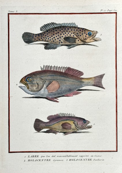 Bernard Germain Étienne de Lacépède (1756–1825) – Three Species of Marine Fish: Holocentrus, Labrus, and Epinephelus – Hand-coloured engraving (Circa 1802)