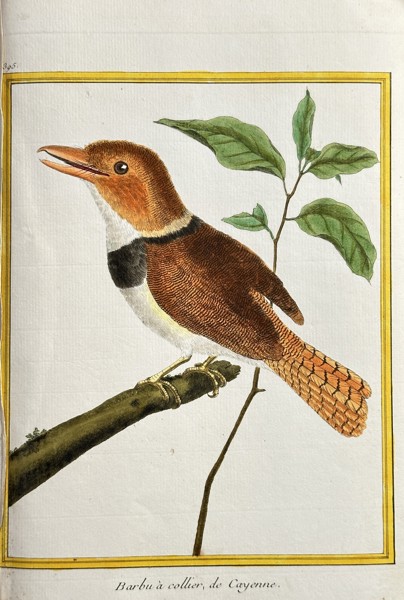 François Nicolas Martinet (c. 1725–1804) – Collared Barbet of Cayenne (Barbu à collier, de Cayenne) – Hand-coloured Engraving (Circa 1760)