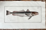 Marcus Elieser Bloch – The Hake (Gadus merluccius) – Hand-coloured Engraving
